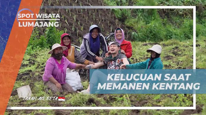 Menghibur Diri dengan Kelucuan Saat Memanen Kentang di Lumajang  