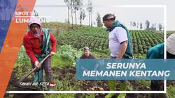 Merasakan Serunya Memanen Kentang untuk Pertama Kali di Lumajang  