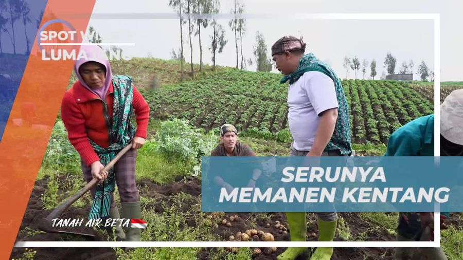Merasakan Serunya Memanen Kentang untuk Pertama Kali di Lumajang  