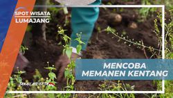 Belajar Memanen Kentang Bersama Warga di Desa Ranupani, Lumajang  