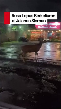 Video: Viral Rusa Berkeliaran di Jalanan Sleman, Bikin Kaget Pengendara