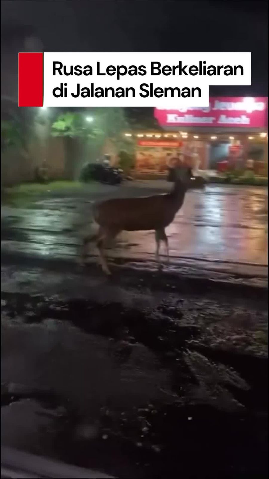 Video: Viral Rusa Berkeliaran di Jalanan Sleman, Bikin Kaget Pengendara