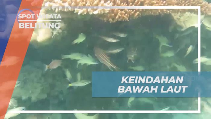 Menyelam dan Menanam Terumbu Karang di Bawah Laut Belitung yang Memukau  