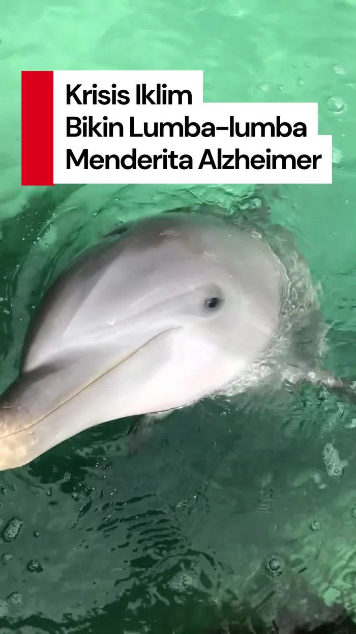 Video Hasil Riset Ungkap Krisis Iklim Bikin Lumba-lumba Idap Alzheimer