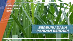 Berburu Daun Pandan Berduri dan Mengatasi Tertusuk di Kepulauan Riau  