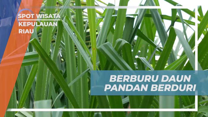 Berburu Daun Pandan Berduri dan Mengatasi Tertusuk di Kepulauan Riau  