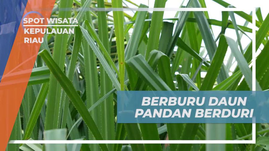 Berburu Daun Pandan Berduri dan Mengatasi Tertusuk di Kepulauan Riau  