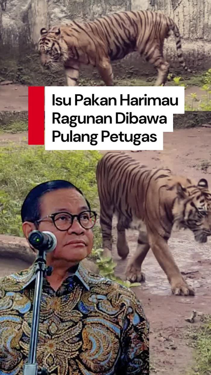 Video Pramono Tepis Isu Pakan Harimau Ragunan Dibawa Pulang Petugas