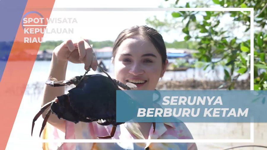 Berburu Ketam di Hutan Mangrove dan Rasakan Sensasinya di Kepulauan Riau  