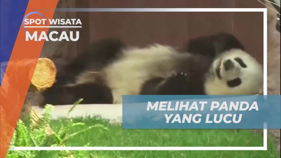 Lihat Keimutan Panda di Macau Giant Panda Pavilion yang Menggemaskan  