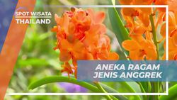 Menjelajahi Ragam Jenis Anggrek yang Memesona di Thailand  