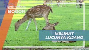 Melihat Kijang Lucu di Halaman Istana Bogor  