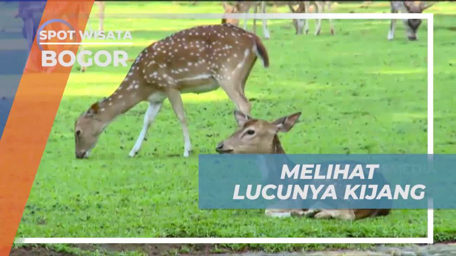 Melihat Kijang Lucu di Halaman Istana Bogor  