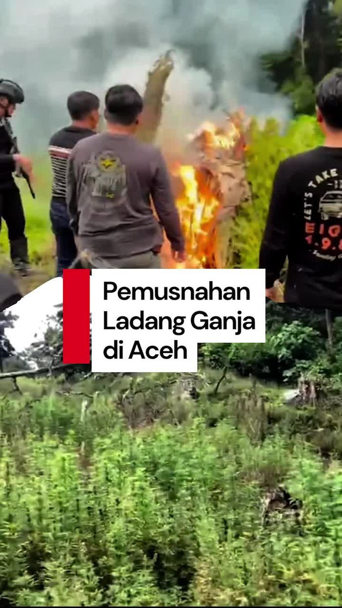 Video: Polisi Musnahkan 51,75 Hektare Ladang Ganja di Aceh dengan Dibakar