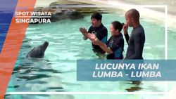 Bertemu dan Interaksi Personal dengan Lumba-Lumba di Dolphin Island, Singapura
