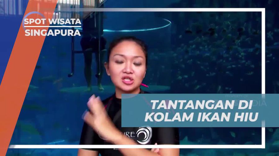 Melihat Ikan Hiu dari Dekat di Kolam Hiu, South East Aquarium, Singapura  