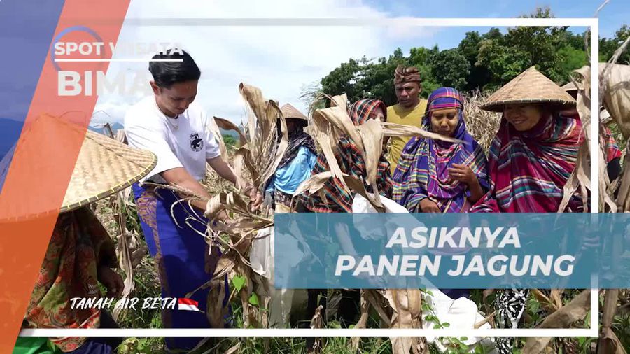 Belajar Memanen Jagung Bersama Warga di Desa Monggo, Bima  