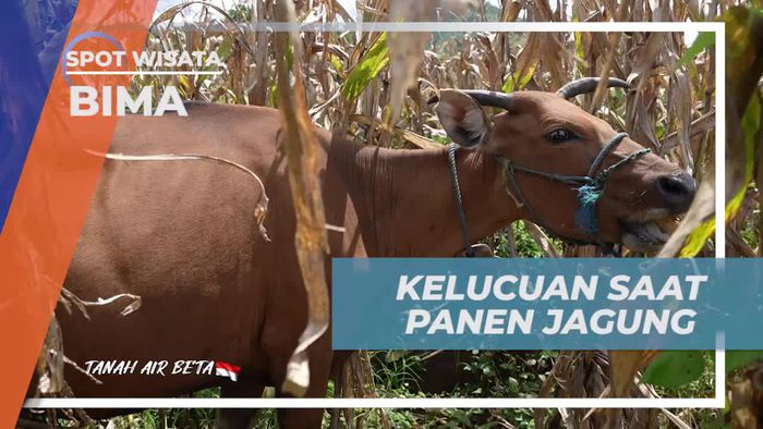 Menikmati Kelucuan Saat Panen Jagung di Desa Monggo, Bima  