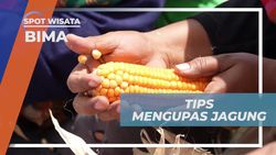 Mengupas Jagung dengan Mudah Bersama Warga di Desa Monggo, Bima