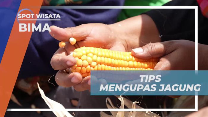 Mengupas Jagung dengan Mudah Bersama Warga di Desa Monggo, Bima