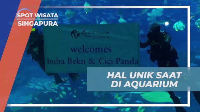 Mendapat Surprise Unik di South East Aquarium yang Membuat Takjub di Singapura  