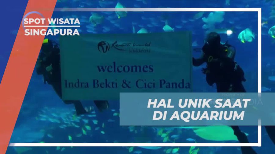 Mendapat Surprise Unik di South East Aquarium yang Membuat Takjub di Singapura  