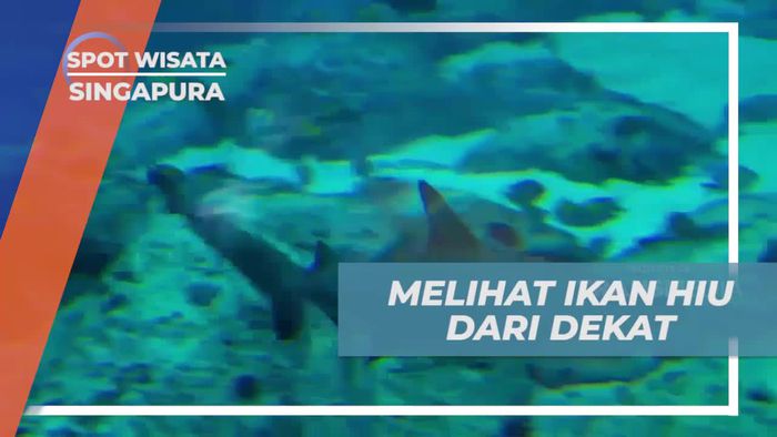 Mengamati Ikan Hiu dari Jarak Dekat yang Menegangkan di South East Aquarium, Singapura  