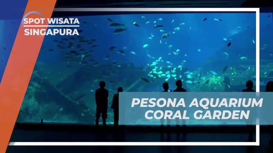 Menikmati Pesona Coral Garden yang Menakjubkan di South East Aquarium, Singapura  