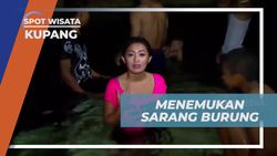 Menemukan Sarang Burung Walet di Atas Langit-Goa Kristal, Kupang  