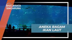 Melihat Raksasa Laut seperti Pari Manta di Open Ocean, South East Aquarium, Singapura  