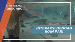 Memberi Makan Ikan Pari di Ray Bay, Adventure Cove Water Park, Singapura  v