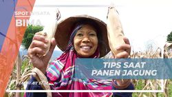 Memberikan Tips Panen Jagung di Desa Monggo, Bima  