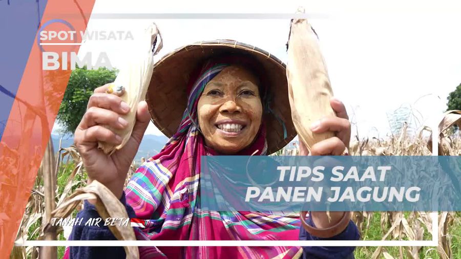 Memberikan Tips Panen Jagung di Desa Monggo, Bima  