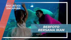 Berinteraksi Langsung dengan Ikan dan Biota Laut di Discovery Touch Pool, South East Aquarium, Singapura  