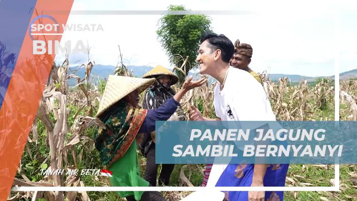 Bernyanyi dan Menikmati Panen Jagung di Desa Monggo, Bima  