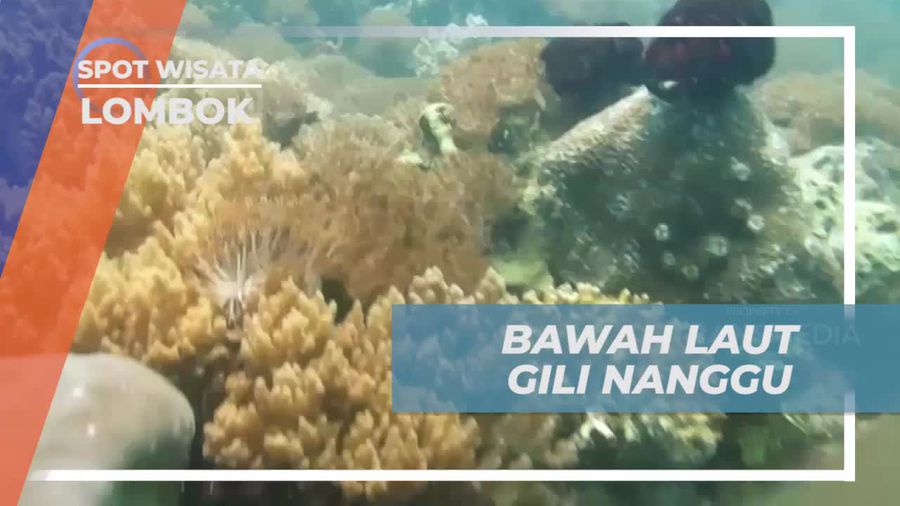 Menyelami Keindahan Bawah Laut Gili Nanggu dengan Terumbu Karang dan Ikan Berwarna-warni  