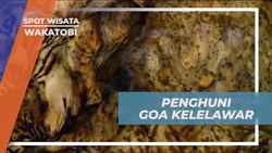 Melihat Banyak Kelelawar di Goa Kelelawar Wakatobi  