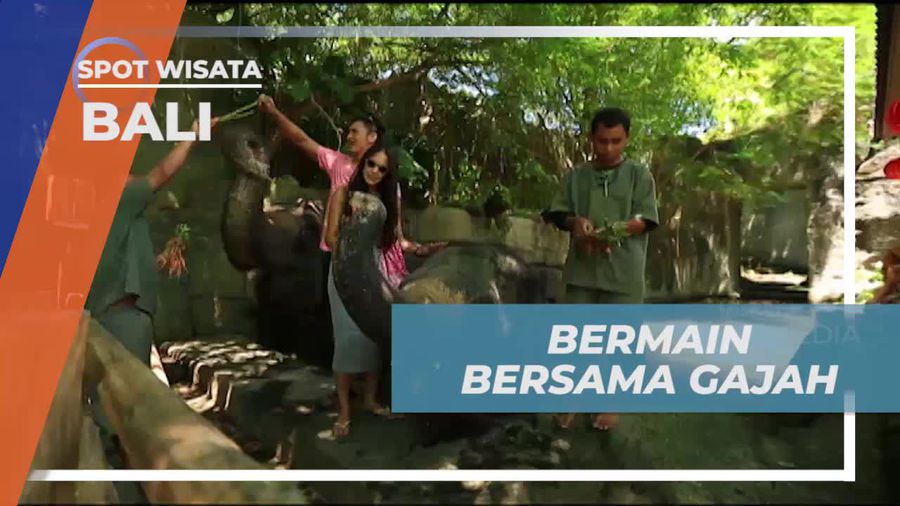 Memberi Makan Gajah di Bali Safari & Marine Park dan Menikmati Liburan Seru di Bali  