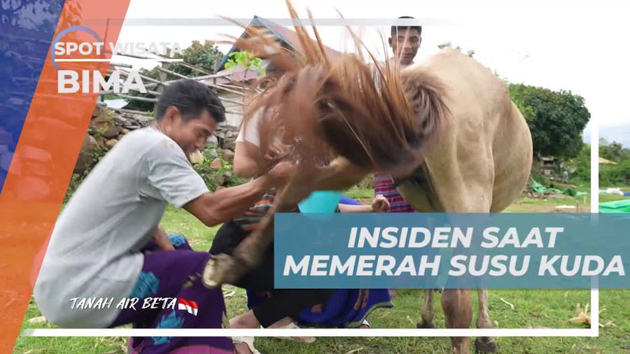 Menghadapi Insiden Lucu Saat Memerah Susu Kuda di Desa Monggo, Bima  