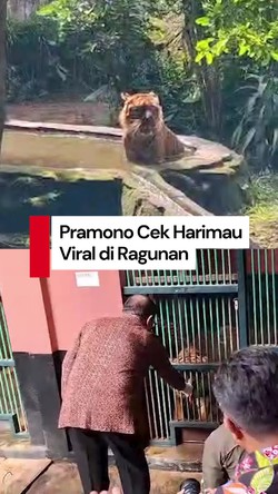 Video Pramono Cek Ragunan Usai Video Harimau Kurus Viral: Sangat Gemuk