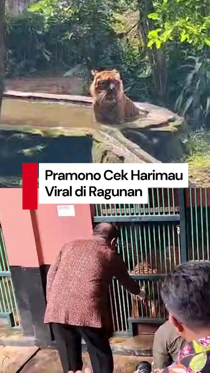 Video Pramono Cek Ragunan Usai Video Harimau Kurus Viral: Sangat Gemuk