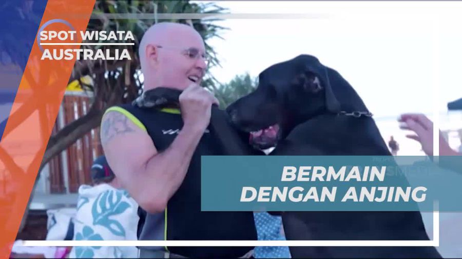 Mainkan Dengan Anjing Besar yang Menggemaskan di Gold Coast, Australia  