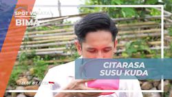 Menikmati Rasa Manis dan Asam Susu Kuda Segar di Desa Monggo, Bima  