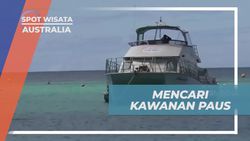 Cari Kawanan Paus Menakjubkan di Lautan Australia dengan Cruise  