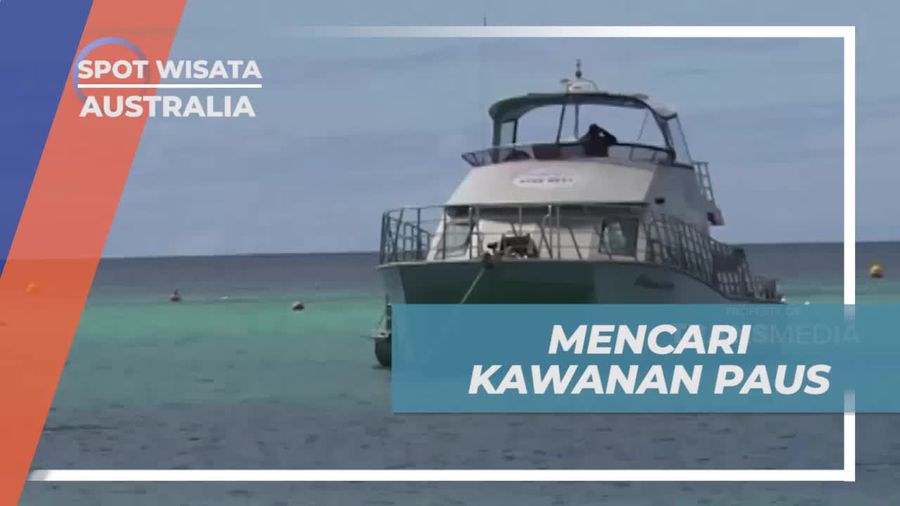 Cari Kawanan Paus Menakjubkan di Lautan Australia dengan Cruise  