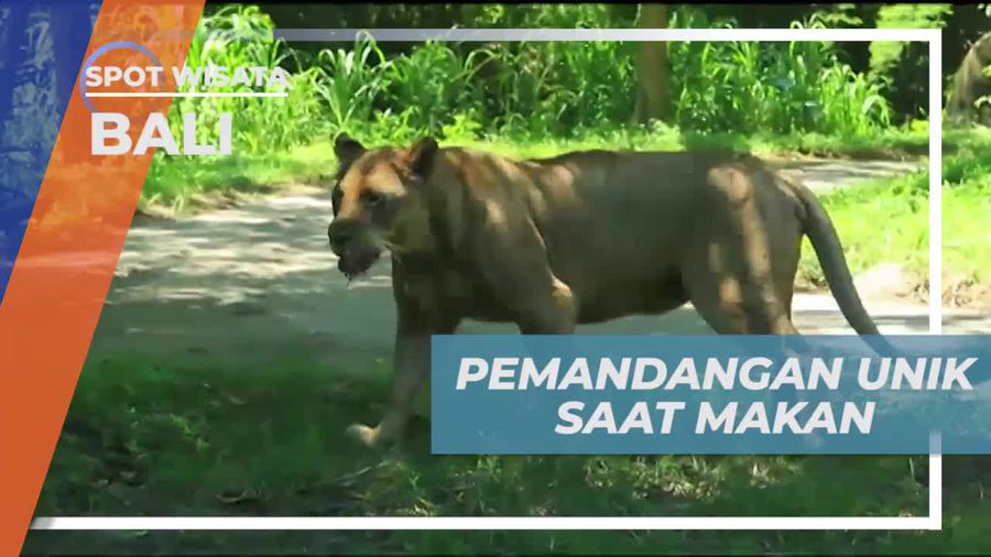 Menikmati Menu Makan Siang Unik di Tsavo Lion dengan Dikelilingi Harimau di Bali  