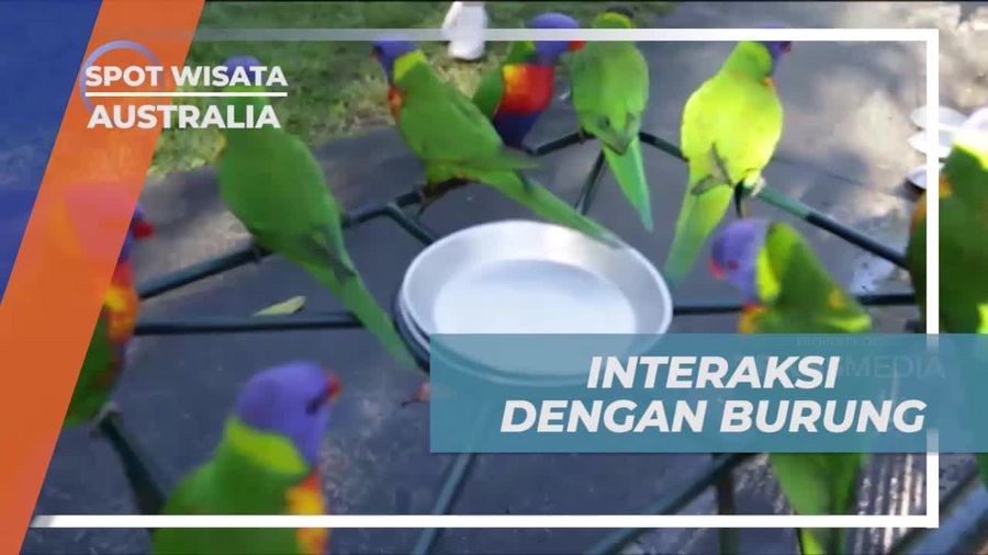 Interaksi Seru dengan Burung Lorikeet di Wildlife Currumbin Sanctuary, Australia  