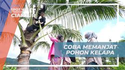Memanjat Pohon Kelapa untuk Mengambil Daun Kelapa dalam Kegiatan Seru di Cianjur  