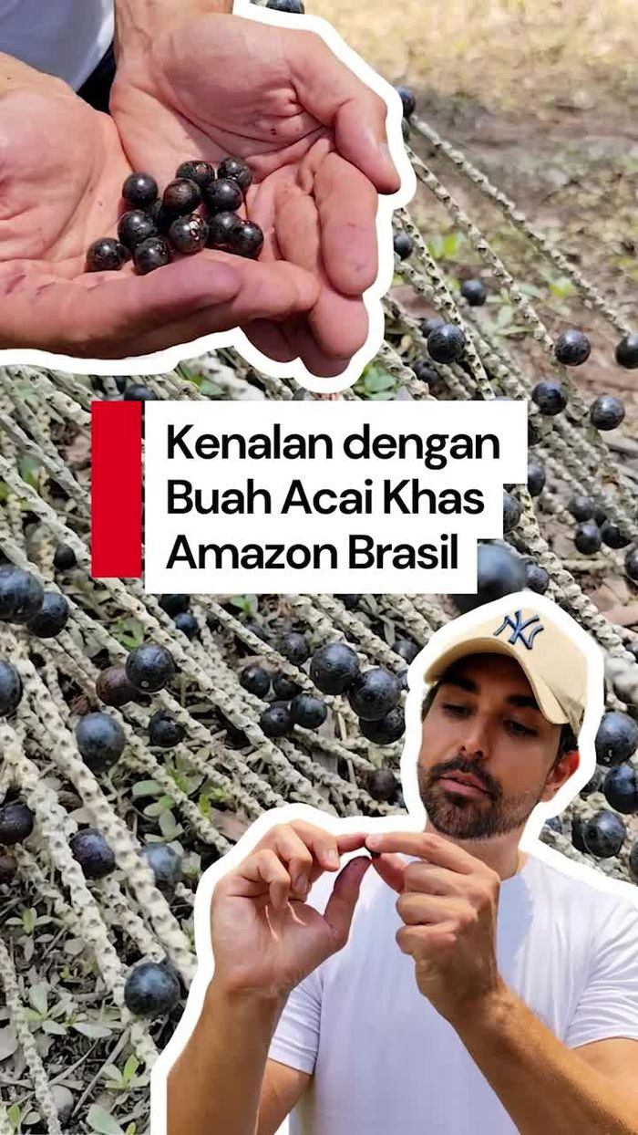 Video: Buah Istimewa Khas Amazon Brasil, Emas Hitam Acai