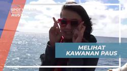 Saksikan Kawanan Paus Biru Secara Langsung di Australia, Pengalaman Tak Terlupakan  